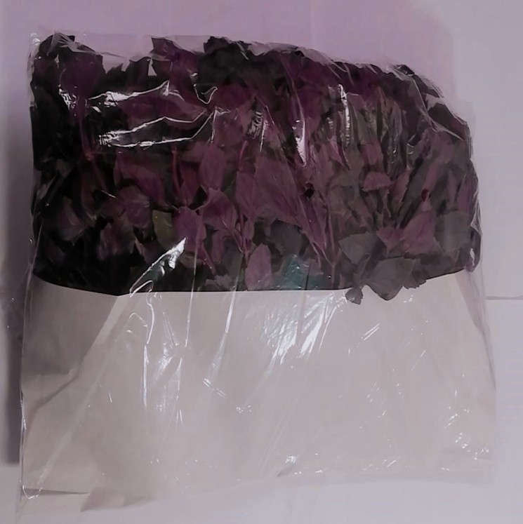 ALBAHACA OPAL  /  OPAL BASIL