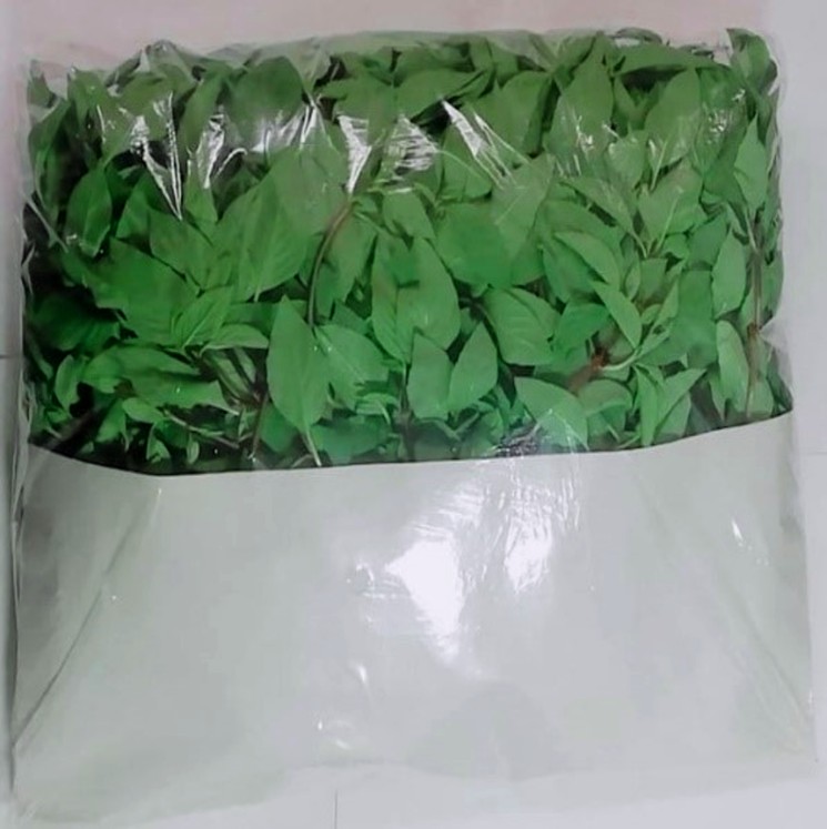 ALBAHACA TAILANDESA  / THAI BASIL